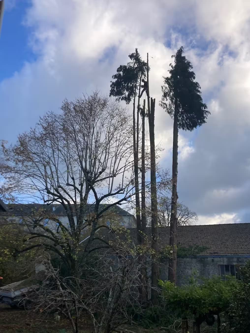 Professionnel suspendu très haut à la cime de deux arbres
