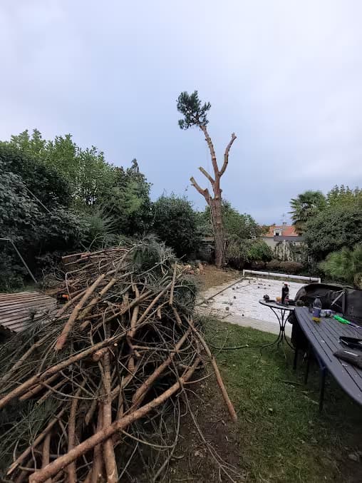 Arbre élagué au loin avec ses branches en tas organisé